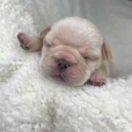 French Bulldog Puppies from Carter’s Kennel