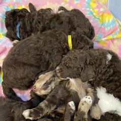 Newfipoo puppies from K.Chic Doodles