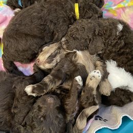 Newfipoo puppies from K.Chic Doodles