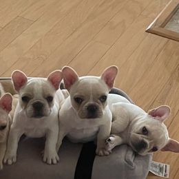 French Bulldog puppies from Letitia's French Bulldogs