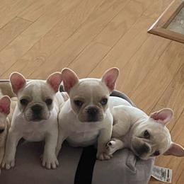 French Bulldog puppies from Letitia's French Bulldogs