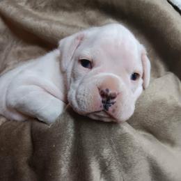 Moto - White male Boxer puppy in Elyria, Ohio from Just-A-Wyn Boxers