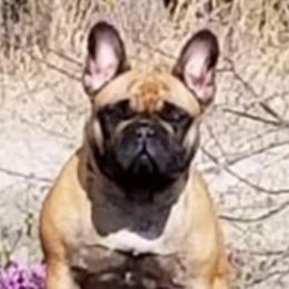 Bubbles - French Bulldog