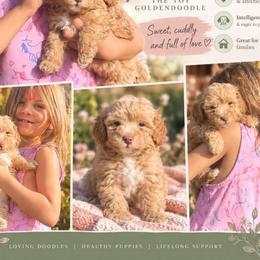 Ash - Cream male Goldendoodle puppy in Millville, California from Hope Lane Kennels