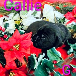 Callie - Black female Great Dane puppy in Gainesville, Georgia from DeBruce Danes