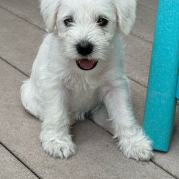 Girl 2-orange collar - White Miniature Schnauzer puppy in New Bern, North Carolina from DJS Delightful Miniature Schnauzers
