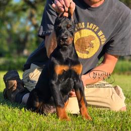 Mamba - Black and rust male Doberman Pinscher puppy in China Township, Michigan from Snell's Superior Kennel Dobermann & GSP