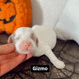 Gizmo - Parti male Goldendoodle puppy in Mesa, Arizona from Pedersendoodles