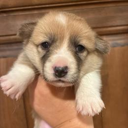 Lava Girl - Red female Pembroke Welsh Corgi puppy in Delton, Michigan from CorGizmo