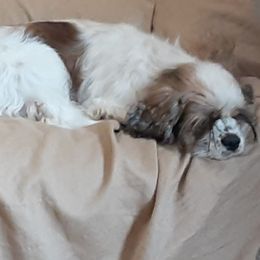Eek - Cocker Spaniel