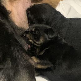 Rottweiler Puppies from Rottitales