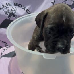 Tank - male Boxer puppy in Taft, Tennessee from Hillbillie Boxers