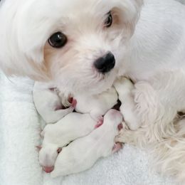 Venus - Maltese