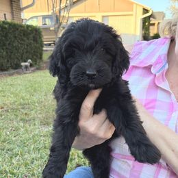Carter - Black male Goldendoodle puppy in Casselberry, Florida from My Little Doodle