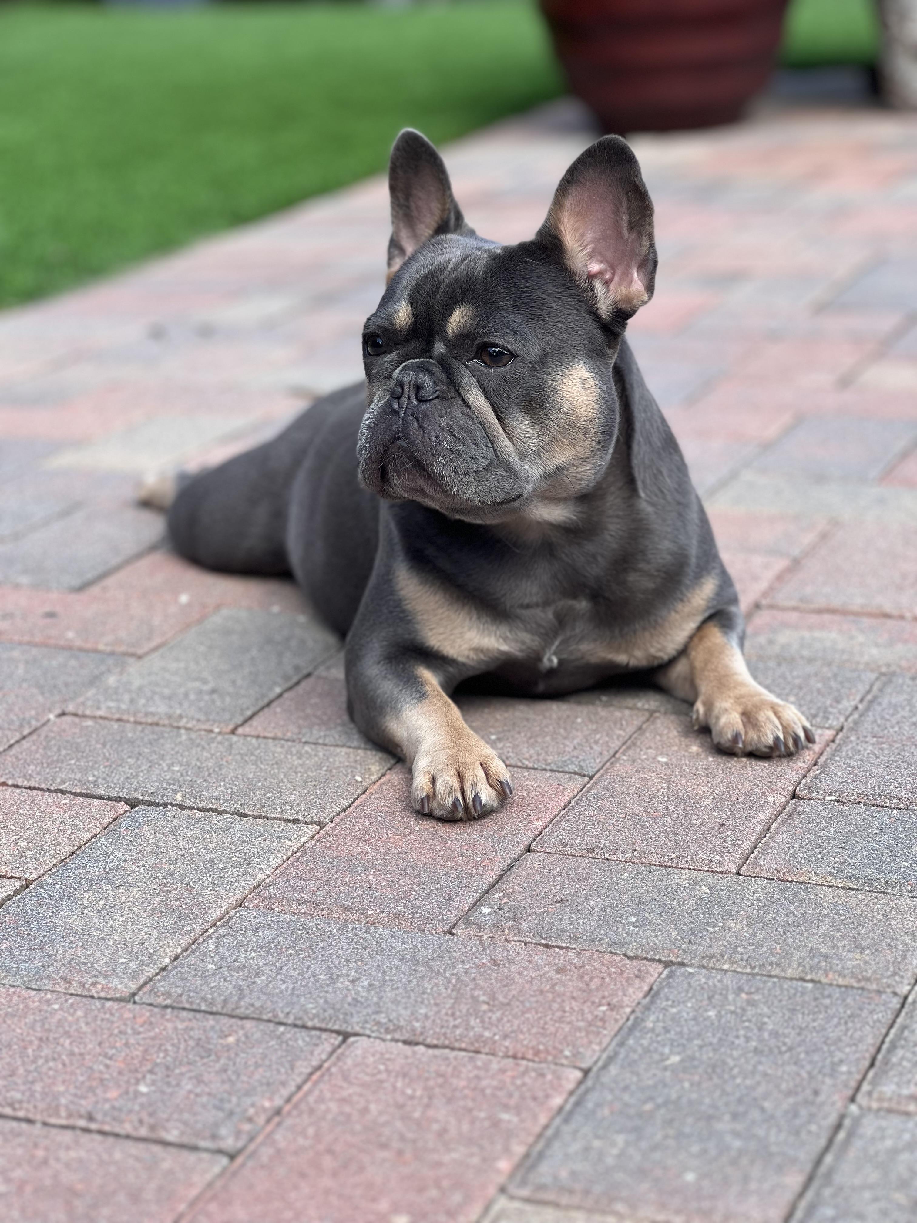 Olive