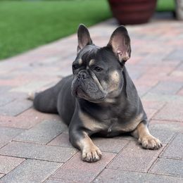 Olive - French Bulldog