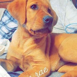 Labrador Retrievers from Top Notches Labrador Retrievers