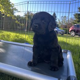 Labrador Retriever puppies from Winterwynd Labradors