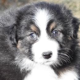 Cali - Black tri-color female Australian Shepherd puppy in Easton, Missouri from MMA Kennel