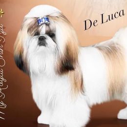 De Luca⚜️ - Shih Tzu