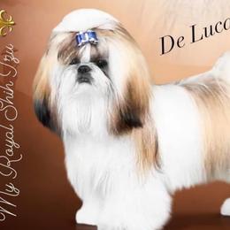 De Luca⚜️ - Shih Tzu
