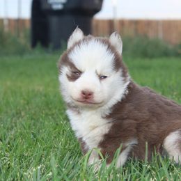 Cookie - Chocolate female Pomsky puppy in Uintah County, Utah from Bingo's Wolfhounds, Lollipop Pomskies
