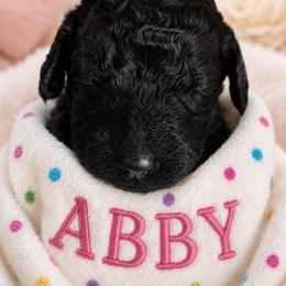 ABBY - Black female Poodle puppy in Thornton, Colorado from Shandy Poodle