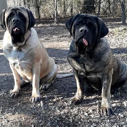 Mastiff All Grown Up from Sylvan Mastiffs