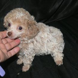 Poodle Puppies from Debra White