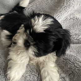 Boy 2 - Black and white Shih Tzu puppy in Blackwood, New Jersey from Ju Ju Bee Shih Tzus