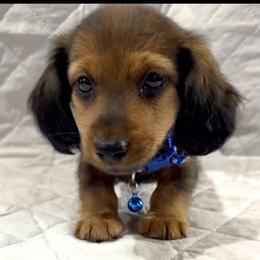 Rex - Brindle male Dachshund puppy in Rising Star, Texas from BEAW Doxies