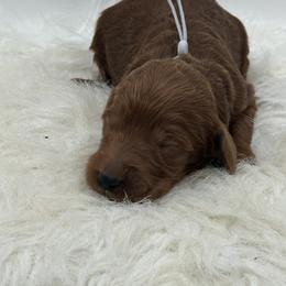 Grey Girl - Red  female Goldendoodle puppy in Waskom, Texas from Pearls & Curls doodles & poodles