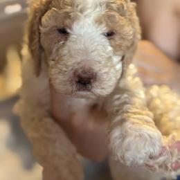 Bernedoodle and Double Doodle Puppies from ETX Dandy Doodle