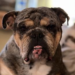 Bulldogs from Erimis Bulldogs