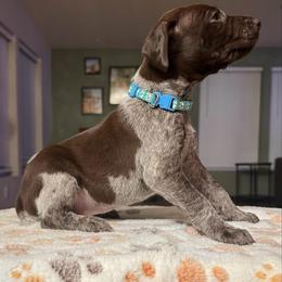 Light blue female - Liver roan female German Shorthaired Pointer puppy in Osawatomie, Kansas from Doyle’s GSP