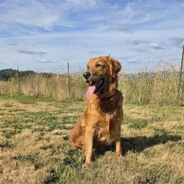 Stella - Golden Retriever