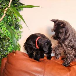 Miniature Schnauzer Puppies from Vyacheslav Pilosov