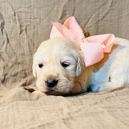 Girl 2 - Light golden female Golden Retriever puppy in Decatur, Indiana from Sporting Ridge K9’s