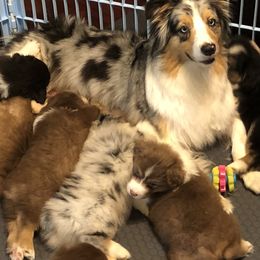 Australian Shepherds from Newcastle Apiary & Aussies