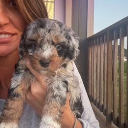 Girl 2 (grape) - Blue merle female Aussiedoodle puppy in Paradise, Texas from Diamond Z Poodles & Doodles