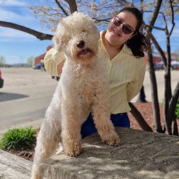 Marcelo - Lagotto Romagnolo
