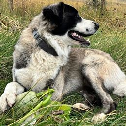 Anatolian Shepherd Dog Puppies from Apex Anatolians