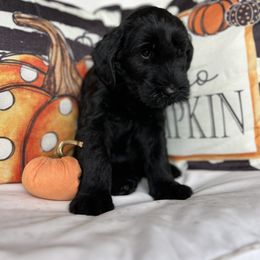 Giant Schnauzer and Miniature Schnauzer Puppies from Hillside Kennels