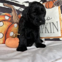 Giant Schnauzer and Miniature Schnauzer Puppies from Hillside Kennels