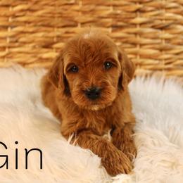 Gin - Red  male Goldendoodle puppy in Casa Grande, Arizona from AzDoodle Dandies