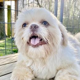 Harmony - Shih Tzu