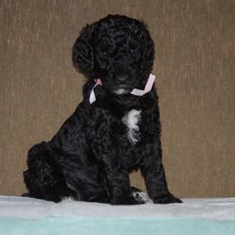 Double Doodle, Goldendoodle, and Poodle Puppies from Top of the Hill Doodles