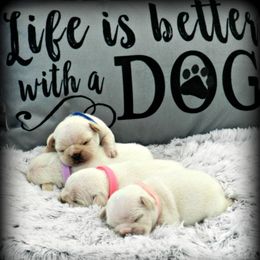 American Bulldogs and French Bulldogs from BackyardfinestBullys