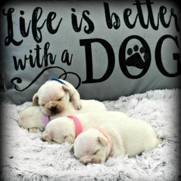 American Bulldogs and French Bulldogs from BackyardfinestBullys