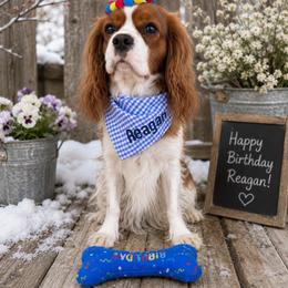 Cavalier King Charles Spaniel puppies from Jubilee Ridge Farm